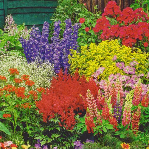 Buntes Stauden Paket mit 12 Pflanzen12 Wurzelstücke Winterhart Nr.1