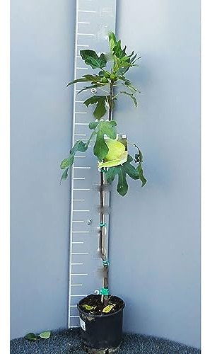 SAVINI VIVAI Pianta di Fico Verdone Piante da Frutto Albero in Vaso 22-24 cm 2-3 Anni Altezza 130-150 cm Made in Italy