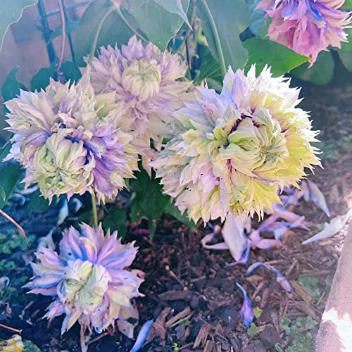 bulbos resistentes de clemátide - jardín perennes frescas camas elevadas 2pcs