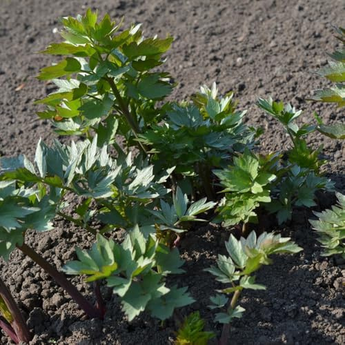 semi di levistico di invernali, levistico biologici cucina dell'orto, rare, letti rialzati, 200pcs
