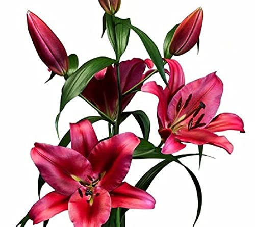 Lot de 3 bulbes de lys orientaux Rouge