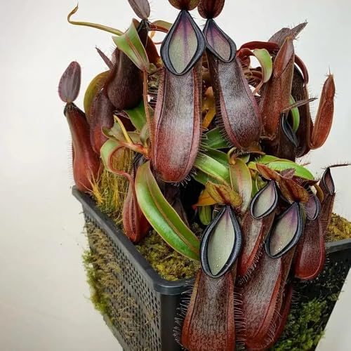 semi di carnivora - nepenthes - resistenti all'esterno semi di carnivore da ombra, aiuole rialzate resistenti per il giardino 300pcs