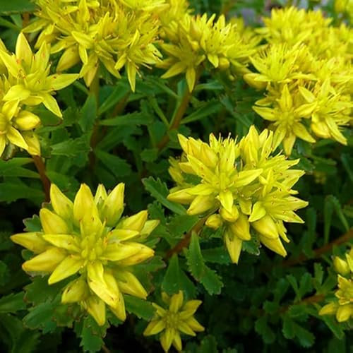 6 x Orpin du Kamtschaka - Sedum Kamtschaticum - Godet 9x9 cm, Floraison Jaune Vif, Idéal pour Rocailles
