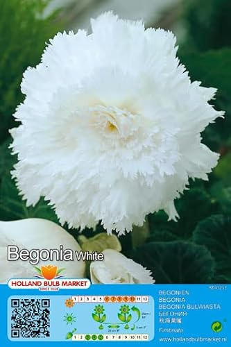 Begonienzwiebeln : Begonia fimbriata white - Gefranste Begonie  weiß  1 Blumenzwiebel/Knolle