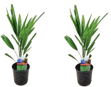 2er-Set Chinesische Hanfpalme Trachycarpus Fortunei, ca. 50 cm Höhe - Winterharte Palme für Garten und Terrasse - Exotische Pflanze für Innen- und Außenbereich