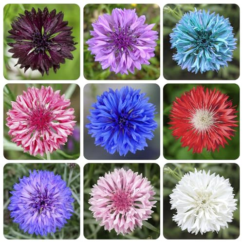 3200+ Mix Cornflower Seeds for Planting - Non-GMO Bachelor Button Flower Seeds Garden Outdoor,Perennial Plant Seeds
