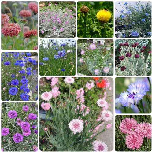 semi biologici di fiordaliso da giardino, fiordaliso resistenti per il giardino per luoghi soleggiati di recisi 500pcs