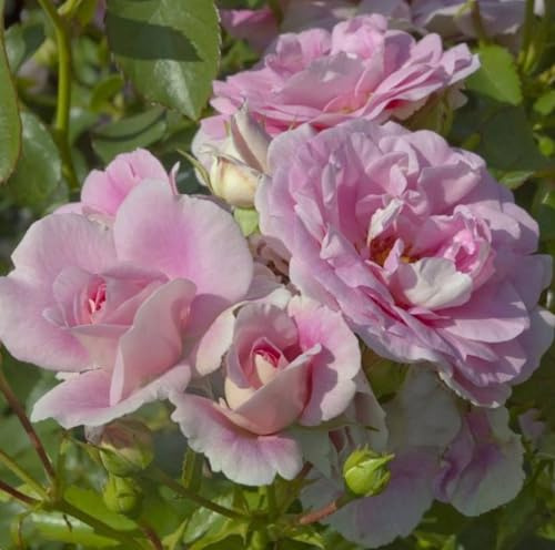 Vivai le Georgiche - Pianta vera di Rosa Bonica 82 Bonica MEIdomonac - vaso Ø 18 cm