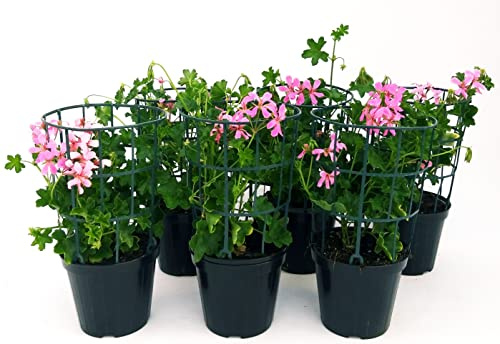 POWERS TO FLOWERS - GERANIO PARIGINO ROSA HERCULES, PELARGONIUM, 6 PIANTE VASO 14, piante vere