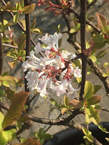 Viburnum x bodnantense 'Dawn' 60–100 cm – Winterhart, Mehrjährig, Pflegeleicht – Winterschneeball – Zierstrauch für Garten & Beet