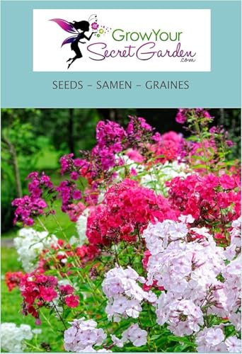 Phlox paniculata Globe Beauty Mix - Phlox de Drummond - vivace