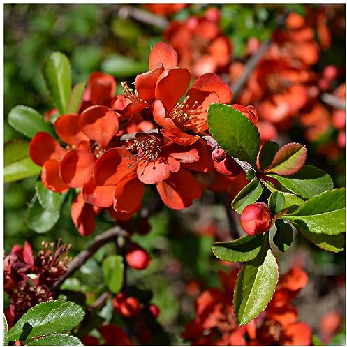 Chaenomeles Japonica 'Sargentii' / Japanese Quince in 1-2L Pot 3fatpigs®