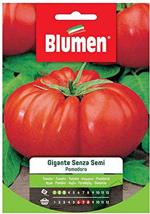 BLUMEN SEMENTI, POMODORO GIGANTE SENZA SEMI