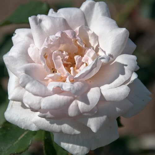 YouGarden Rose 'Madame Alfred Carrière', Bare Root Climbing Rose, Creamy White Highly Fragrant Flowers, Thornless Stems, RHS Award Garden Merit, Ready To Plant