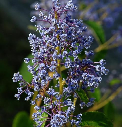 Säckelblume Henry Desfosse 60-80cm - Ceanothus delilianus - lebende Gartenpflanze aus den Baumschulen