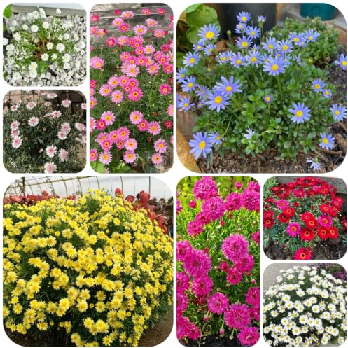 semillas de margaritas fácil de cultivar Decoraciones otoñales 420pcs