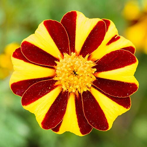 25 Marigold Tagetes Patula Dwarf French Mr Majestic Seeds - 25 Seeds