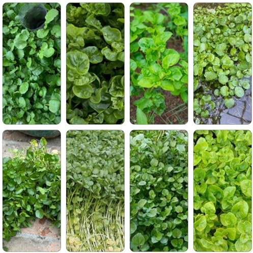 semillas Berro de balcón robustas decorativa de jardín invierno bonsái interior decoración cocina reverdecimiento 100pcs