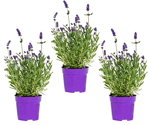 Bloomique - 3er-Set - Lavandula Angustifolia - Lavendelpflanze - Gartenpflanzen - Winterhart - 15-20 cm Hoch - Topf 10,5 cm