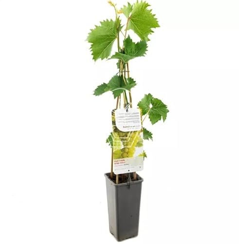 Parra Natural de Uva Blanca Planta Exuberante y Fácil de Cultivar