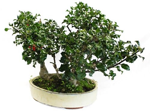 KENTIS - Stechpalme Bonsai mit 3 Pflanzen - Ilex Bonsai - Echte Outdoor-Pflanzen - Handgefertigter Keramiktopf - Topf Ø 30 cm H 30-40 cm