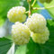 semi di gelso, piante da giardino roccioso semi di frutta frutto colonnare vecchie varietà frutteto acquistare alberi da frutto frutta fresca piante esotiche regali per gli amanti del 350pcs