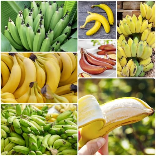 Bananenbaum - säulenobst obstbäume kaufen garten zwergobstbäume winterhart obstsamen obstgarten 15Samen