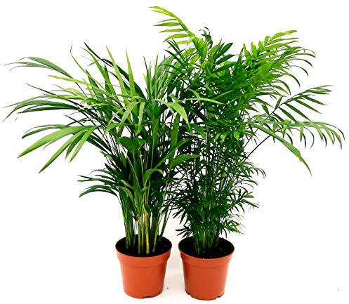 POWERS TO FLOWERS - CHAMAEDOREA ELEGANCE e ARECA, VASO 17CM, piante vere