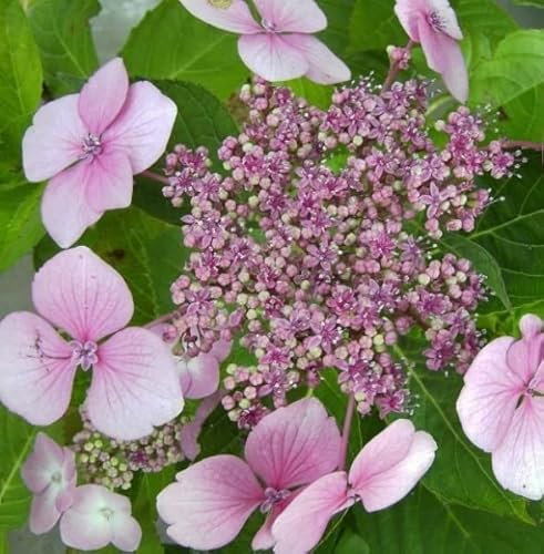 Bauernhortensie Mariesii Perfecta - Tellerhortensie - Hydrangea macrophylla