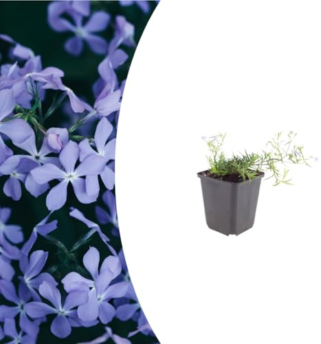 Phlox (S) 'Emerald Cushion Blue' | 12 pezzi - 10-25cm - Ø9cm - Pianta da giardino