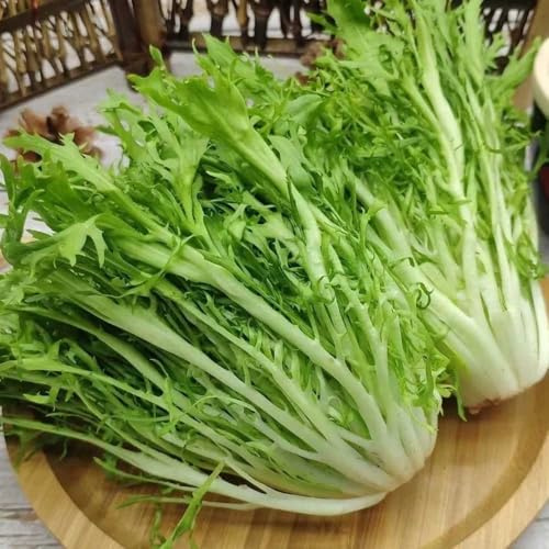 semi di indivia semi di da giardino resistenti verdi biologiche esotiche per aiuole rialzate rare varietà antichi per da appartamento balcone giardino 300semi