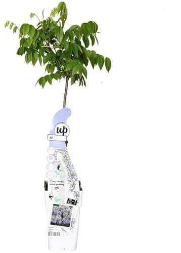 Wisteria macrostachya Blue Moon 60-80 cm – Winterharte Chinesische Blauregen Kletterpflanze mit duftenden Blüten, robust & pflegeleicht
