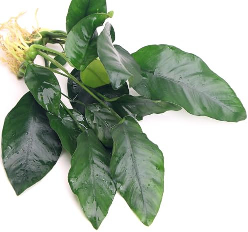 K2AQUA 2X Anubias Barteri VAR Nana Live Aquarium Plants Aquascaping for Freshwater Tropical Fish Tank