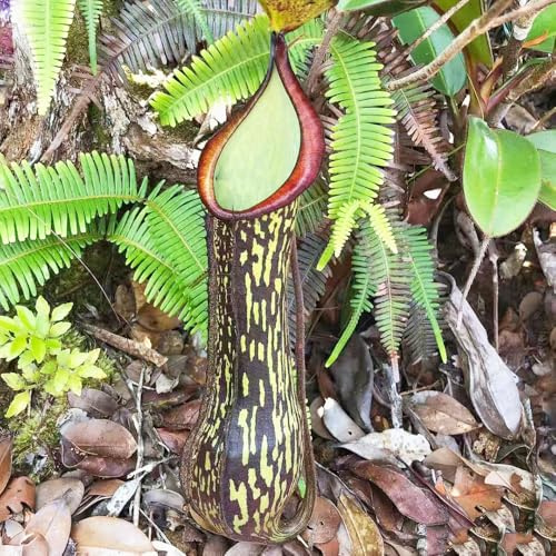 Semi di carnivora, Nepenthes mirabilis, vecchie varietà serre da balcone da balcone resistenti per il giardino giardino aromatiche regali per 100pcs