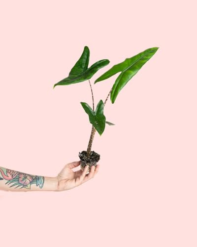 PUR PLANT Alocasia Zebrina | Planta natural tropical de interior resistente | Tallo moteado tipo cebra y hojas verdes en forma de flecha | Elegante, exótica y purificadora | Maceta de Ø7 cm