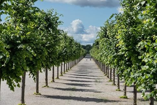 3st. Tilia cordata – Winterlinde 80-120cm im Topf | Heimischer Laubbaum für Wald, Park & Garten | Bienenfreundlich, robust & langlebig