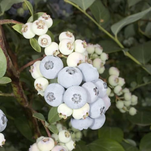 Blueberry ‘Elliot’ Plant | Late-Cropping, Self-Fertile, UK Garden Fruit Bush | Sweet Firm Berries | Patio or Border Growing 2 Litre Pot x2 by Thompson & Morgan