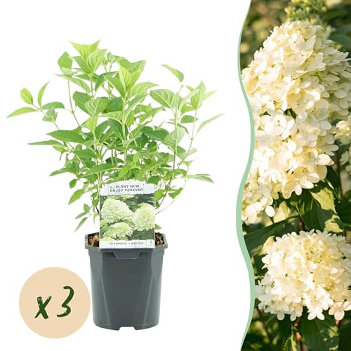 Ortensia a pennacchio - Hydrangea panniculata Limelight - Fiore bianco crema - 3 piante - 1 m2 - Deciduo - Fiori grandi - 40-50cm - Ø18cm - Pianta da giardino