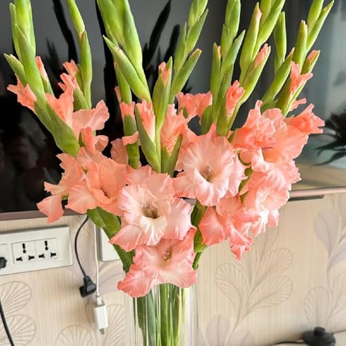 bulbos de gladiolos resistentes,Gladiolo, decorativas jardín de rocas 9pcs