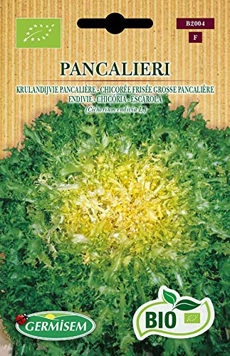 Germisem Endivie PANCALIERI, ECBIO2004