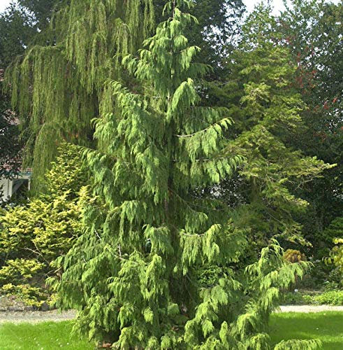 Mähnenzypresse 30-40cm - Chamaecyparis nootkatensis