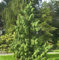 Mähnenzypresse 30-40cm - Chamaecyparis nootkatensis