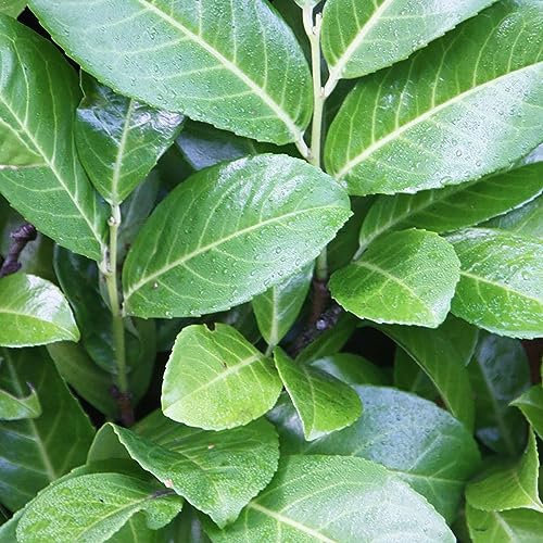 SAVINI VIVAI Lauroceraso Siepe Densa - Pianta da Siepe in Vaso 24 cm - Altezza 70-110 cm - Crescita Rapida, Perfetta per Giardini e Recinzioni