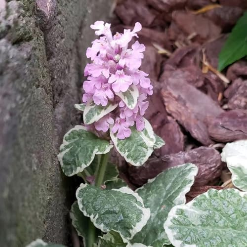 kriechender günsel schnittblumen zimmerpflanze wildkräuter herbstpflanzen winterhart blühend hochbeet balkon indoor kräutergarten pflanzensamen zimmerpflanzen dekopflanzen 100samen