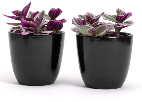 Set med 2 Terrakotta krukor | Mått D.10 cm H 9 cm, perfekt för växter, blommor och bonsai, ett par inomhus- och utomhuskrukor | Elegant blomhållare för hem, trädgård, balkong, terrass (Svart)