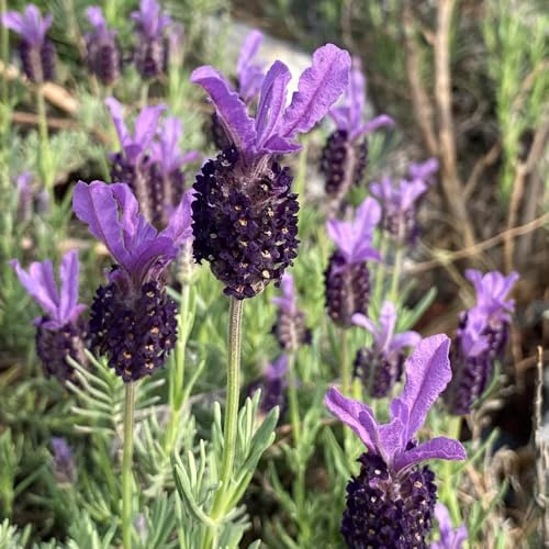 semi di lavanda - d'appartamento esotiche, in vaso varietà antiche biologiche giardino roccioso 600pcs