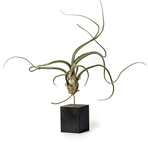 PLANDAIRE Piante Tillandsia Vera Sospesa Pseudobaileyi con Supporto - Piante Aeree Vive - Pianta Figlia del Vento Pianta Vera da Interno - Air Plant - Piante da Casa Piante d'Aria (Nero)