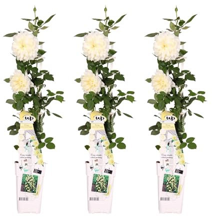 Rosier vanille - lot de 3 - ↨65cm - Ø15 - plante d'extérieur fleurie