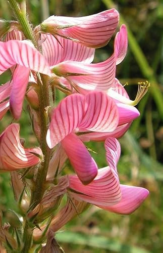 British Wildflower Seeds - Sainfoin - Flower Seeds 200 Seeds