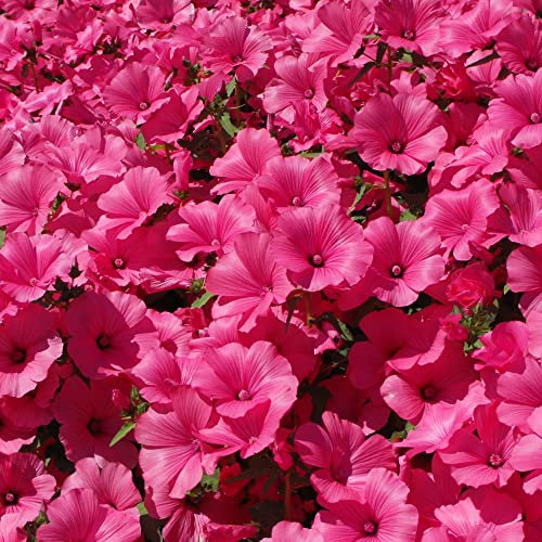Lavatera trimestris 'Twins Hot Pink' Mallow Annual Lavatera Hardy Annual Pink Blooms Easy to Grow Your Own Garden Flowers 1x Packet (Approx. 25 Seeds) by Thompson and Morgan